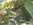 iguane commun, guadeloupe, basse terre