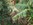 iguane commun, guadeloupe, basse terre