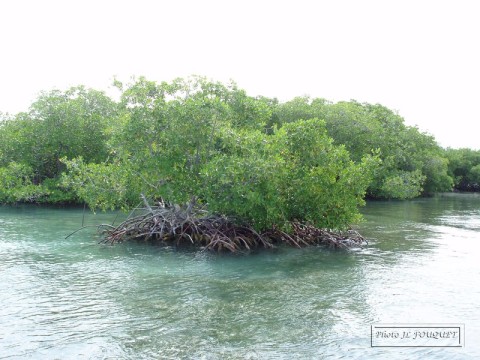 mangrove, guadeloupe, sainte rose, paletuvier