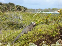 iguana, petite terre, guadeloupe