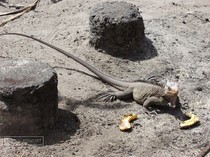 iguana, petite terre, guadeloupe