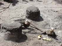 iguana, petite terre, guadeloupe