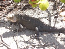 iguana, petite terre, guadeloupe