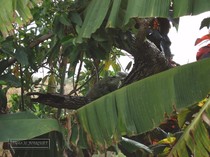 iguane commun, iguane hybride, basse terre, guadeloupe
