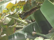 iguane commun, iguane hybride, basse terre, guadeloupe