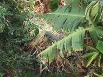 iguane commun, iguane hybride, basse terre, guadeloupe