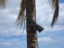 iguane commun, iguane hybride, basse terre, guadeloupe