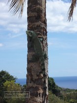 iguane commun, iguane hybride, basse terre, guadeloupe