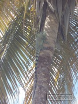 iguane commun, iguane hybride, basse terre, guadeloupe