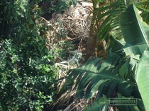 iguane commun, iguane hybride, basse terre, guadeloupe