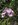 orchidée, guadeloupe, pointe noire