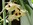 orchidée, guadeloupe, pointe noire